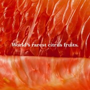 Secondery silent-pool-rare-citrus-life2.jpg