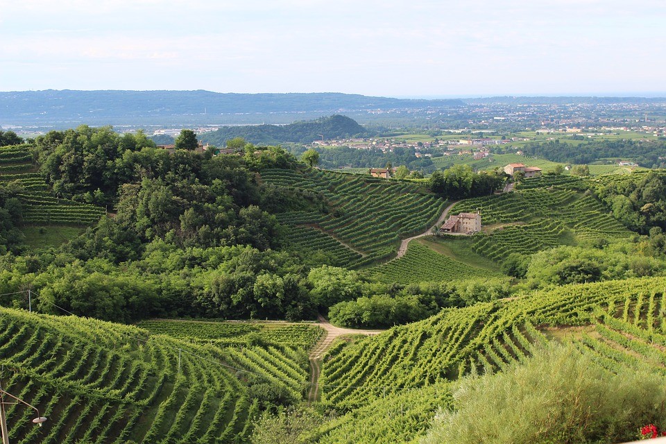 Italy, Treviso, Hills, Veneto, Wine, Vineyard